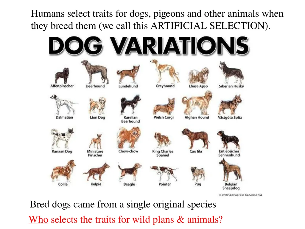 Natural Selection Mutations Recombination Gene - slide 12 of 59