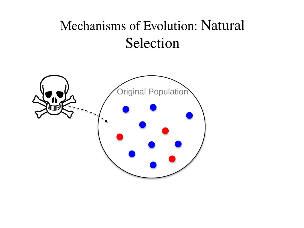 Natural Selection Mutations Recombination Gene - slide 31 of 59