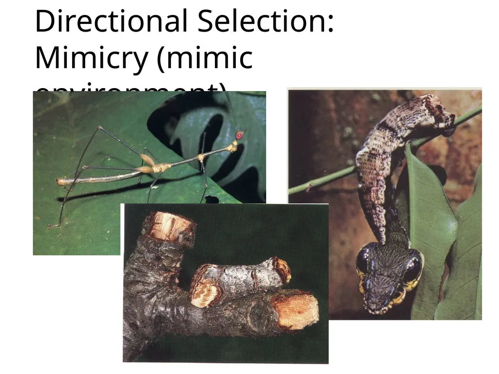 Natural Selection Mutations Recombination Gene - slide 18 of 59