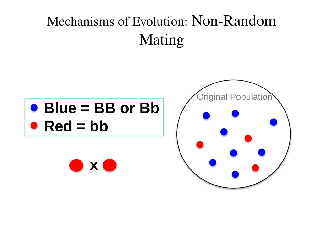 Natural Selection Mutations Recombination Gene - slide 49 of 59