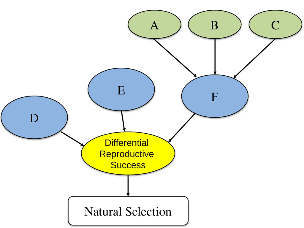 Natural Selection Mutations Recombination Gene - slide 10 of 59