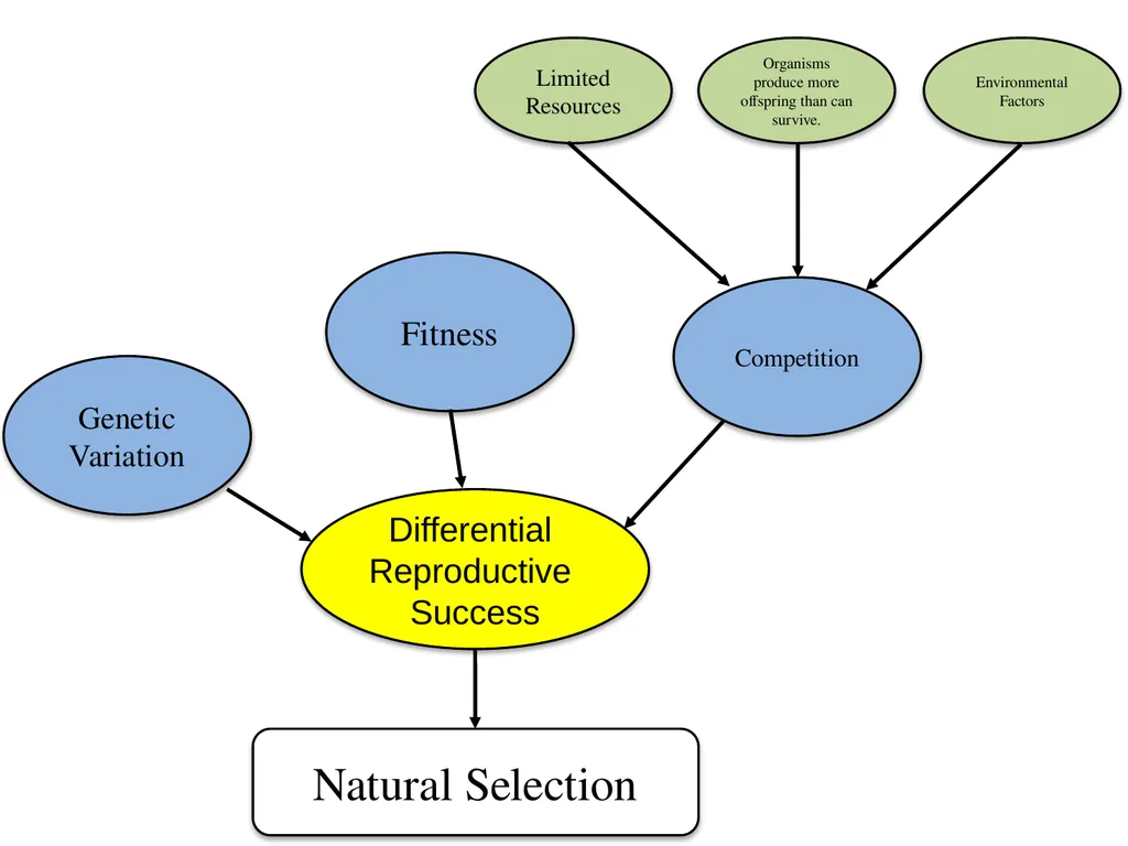 Natural Selection Mutations Recombination Gene - slide 11 of 59