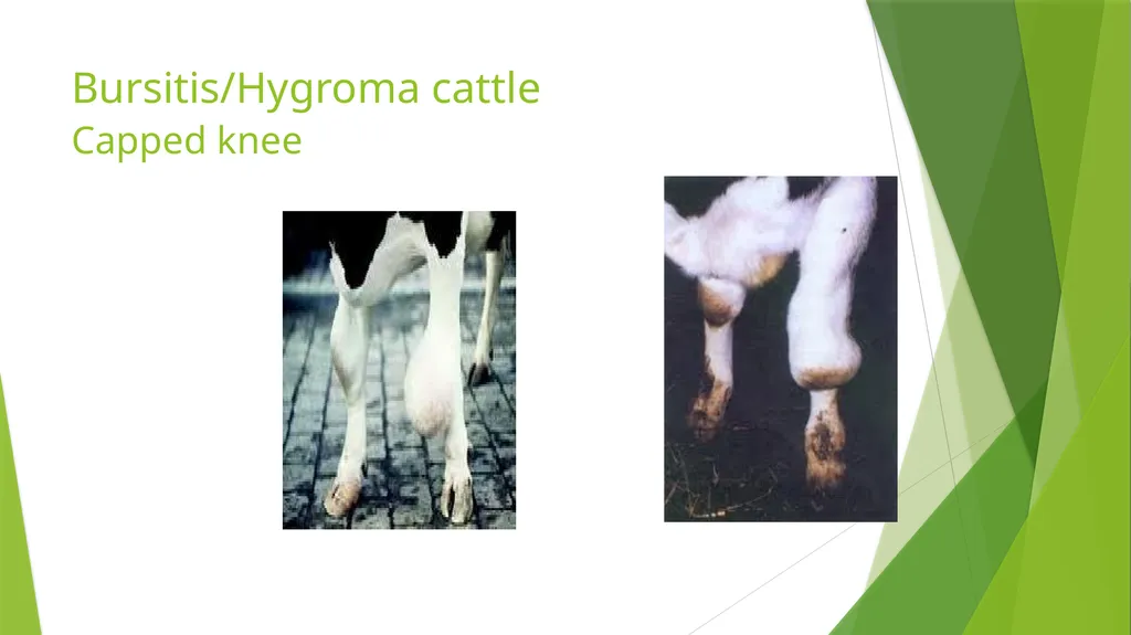 LAMENESS PART -V Fourth Professional(OLD) Dr. - slide 7 of 10