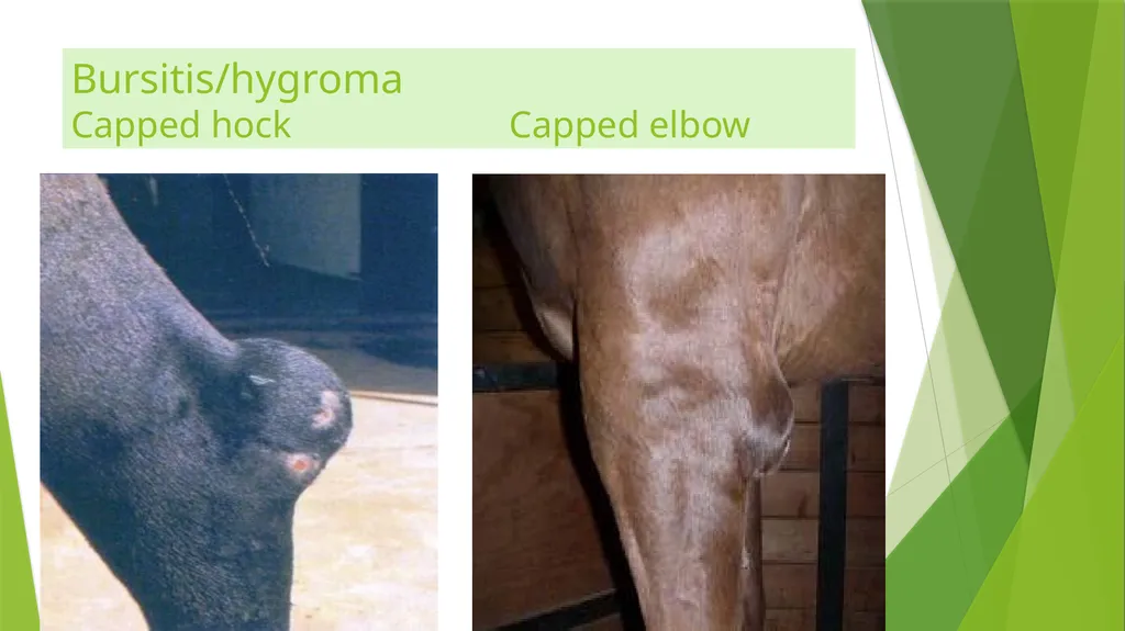 LAMENESS PART -V Fourth Professional(OLD) Dr. - slide 8 of 10