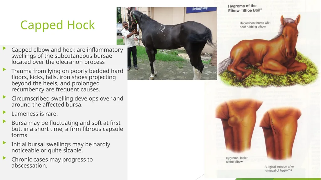 LAMENESS PART -V Fourth Professional(OLD) Dr. - slide 9 of 10