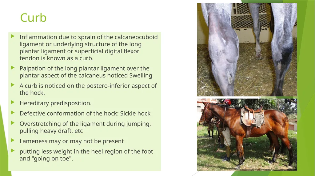 LAMENESS PART -V Fourth Professional(OLD) Dr. - slide 5 of 10