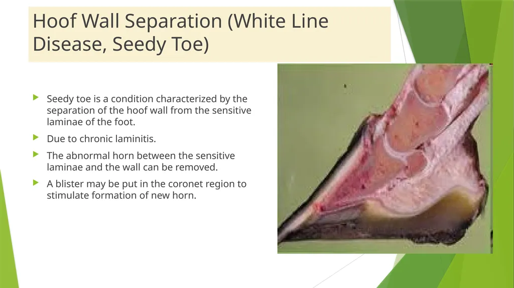 LAMENESS PART -V Fourth Professional(OLD) Dr. - slide 3 of 10