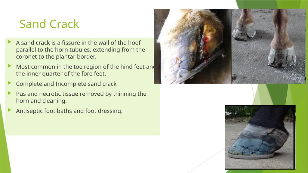 LAMENESS PART -V Fourth Professional(OLD) Dr. - slide 2 of 10