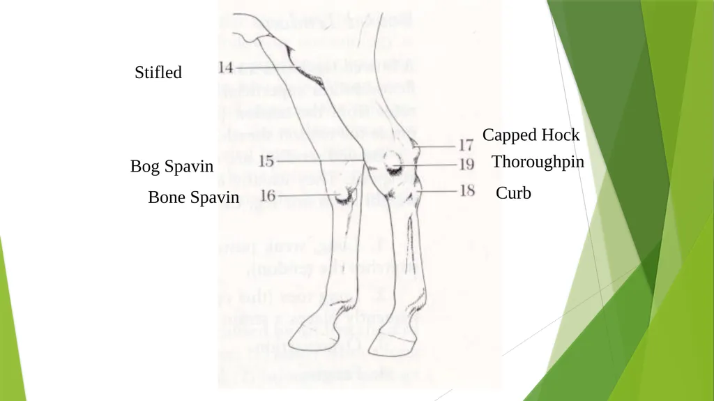 LAMENESS PART -V Fourth Professional(OLD) Dr. - slide 4 of 10