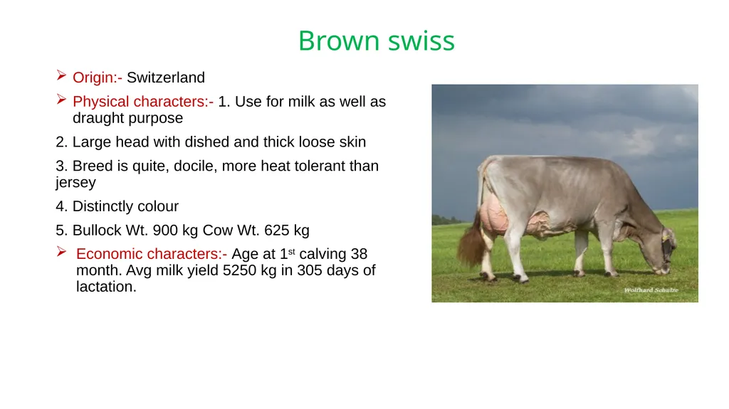 IMPORTANT CATTLE BREEDS AND THEIR CHARACTERISTICS - slide 24 of 26