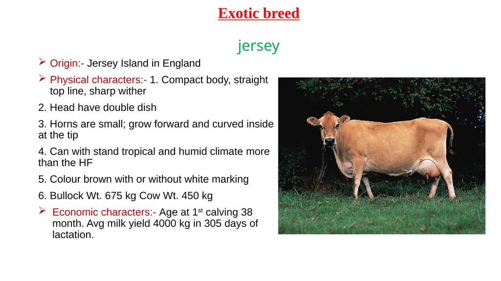 IMPORTANT CATTLE BREEDS AND THEIR CHARACTERISTICS - slide 21 of 26