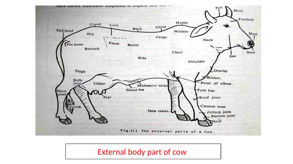 IMPORTANT CATTLE BREEDS AND THEIR CHARACTERISTICS - slide 2 of 26
