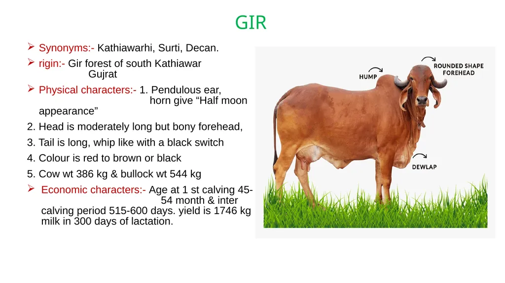 IMPORTANT CATTLE BREEDS AND THEIR CHARACTERISTICS - slide 4 of 26
