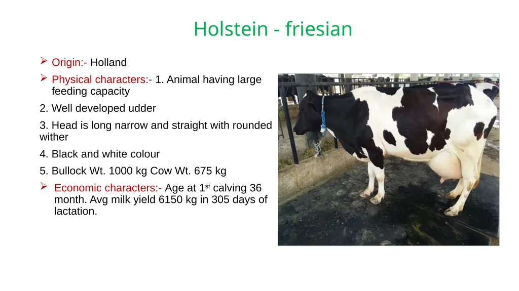IMPORTANT CATTLE BREEDS AND THEIR CHARACTERISTICS - slide 22 of 26