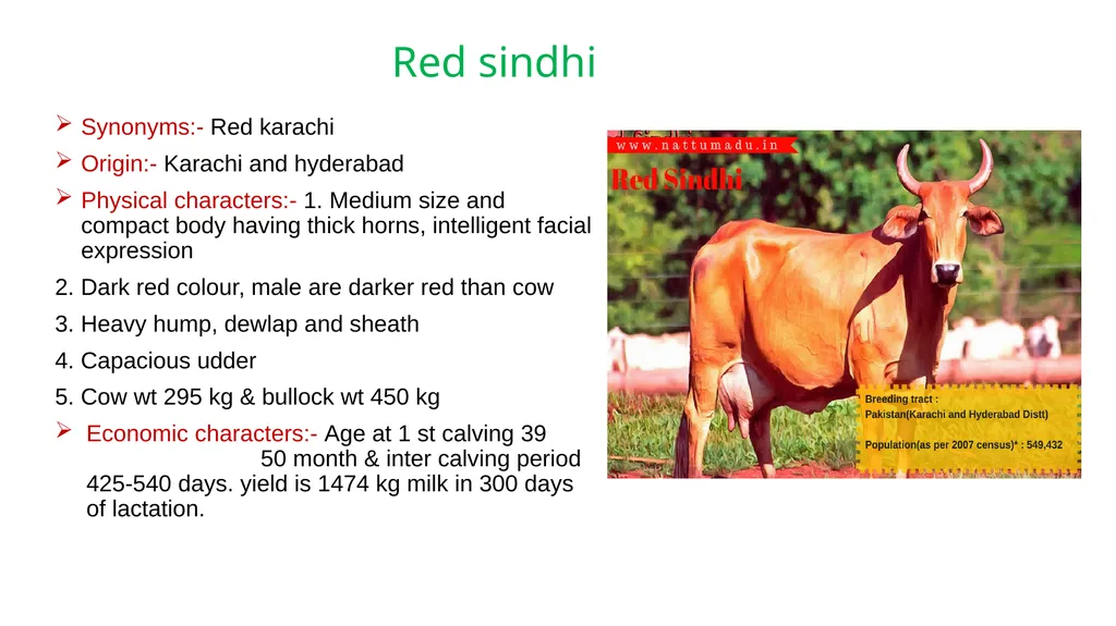 IMPORTANT CATTLE BREEDS AND THEIR CHARACTERISTICS - slide 6 of 26
