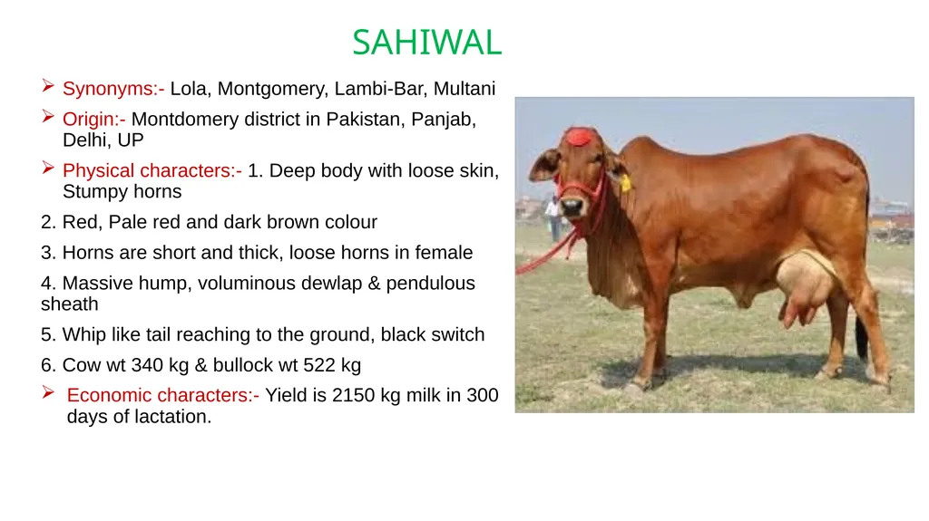 IMPORTANT CATTLE BREEDS AND THEIR CHARACTERISTICS - slide 5 of 26