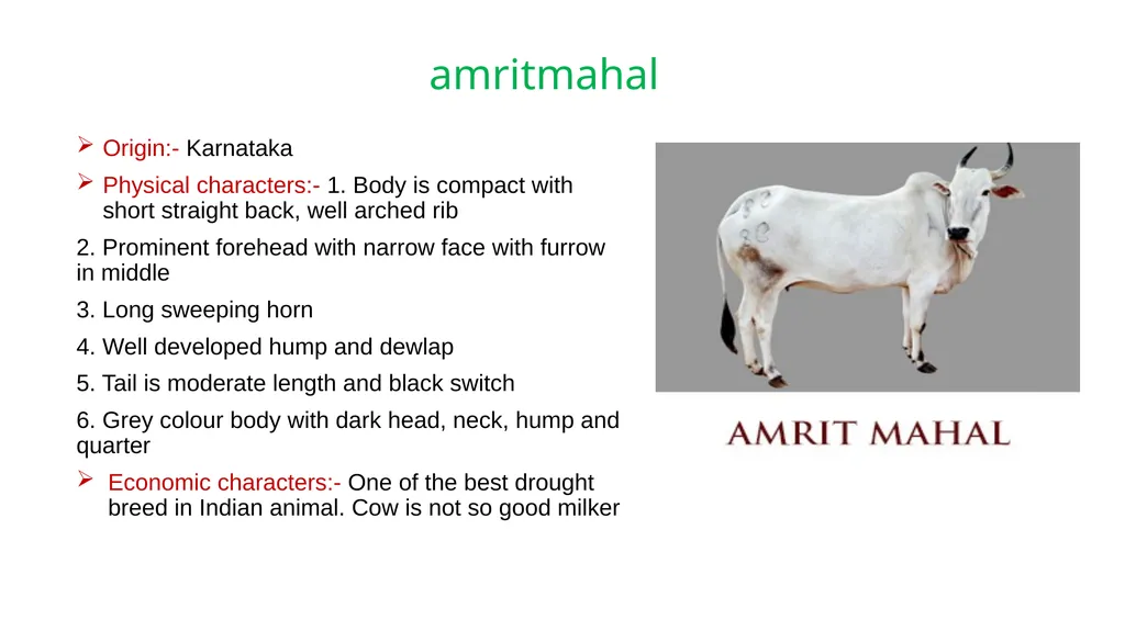 IMPORTANT CATTLE BREEDS AND THEIR CHARACTERISTICS - slide 15 of 26