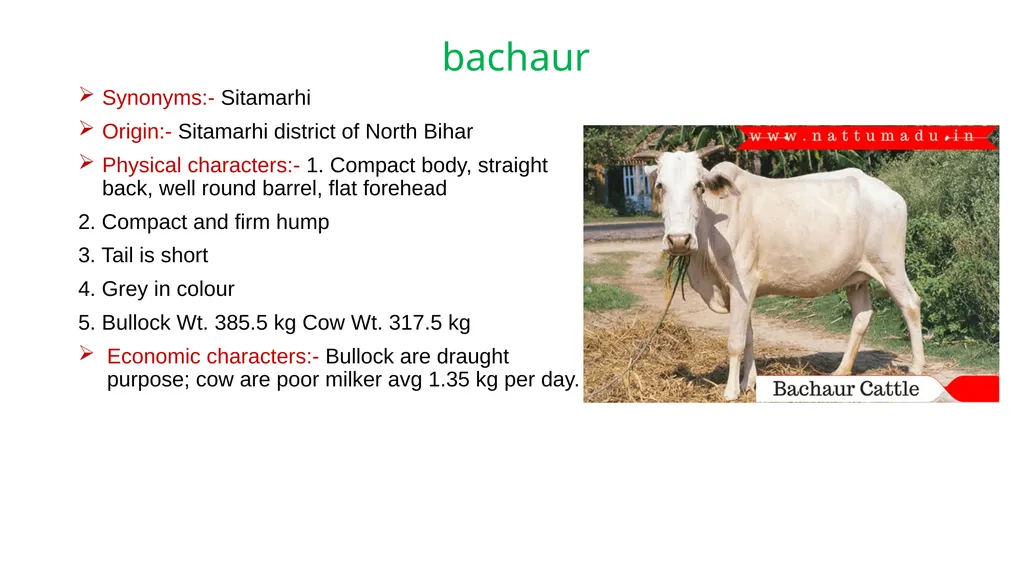 IMPORTANT CATTLE BREEDS AND THEIR CHARACTERISTICS - slide 20 of 26