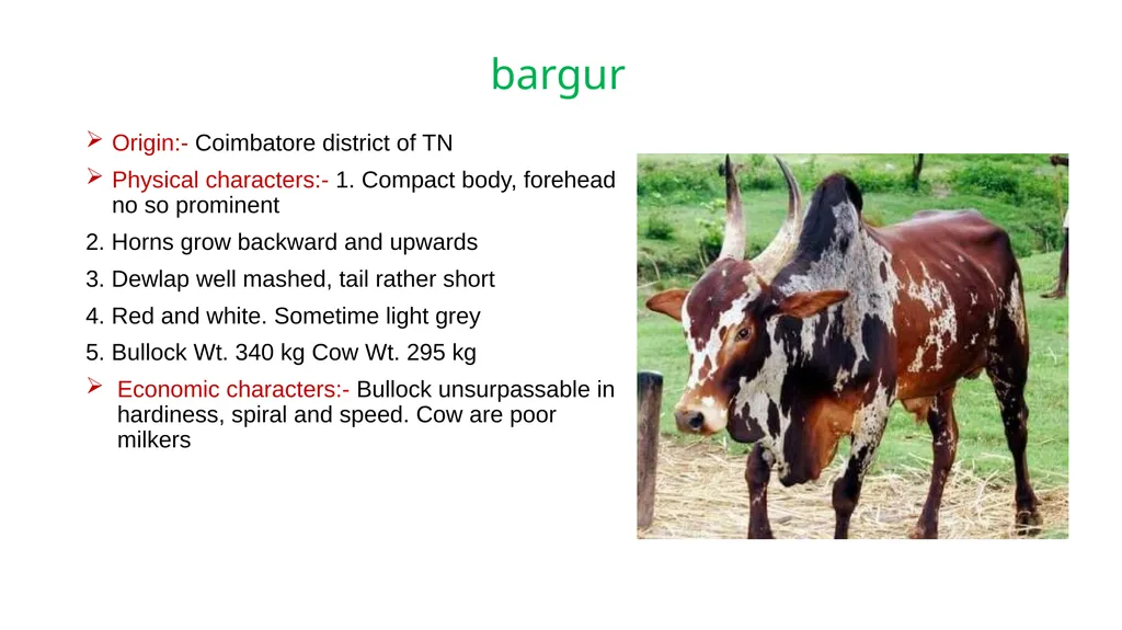 IMPORTANT CATTLE BREEDS AND THEIR CHARACTERISTICS - slide 18 of 26