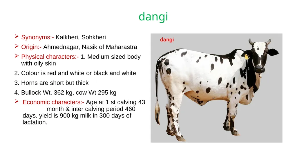 IMPORTANT CATTLE BREEDS AND THEIR CHARACTERISTICS - slide 12 of 26