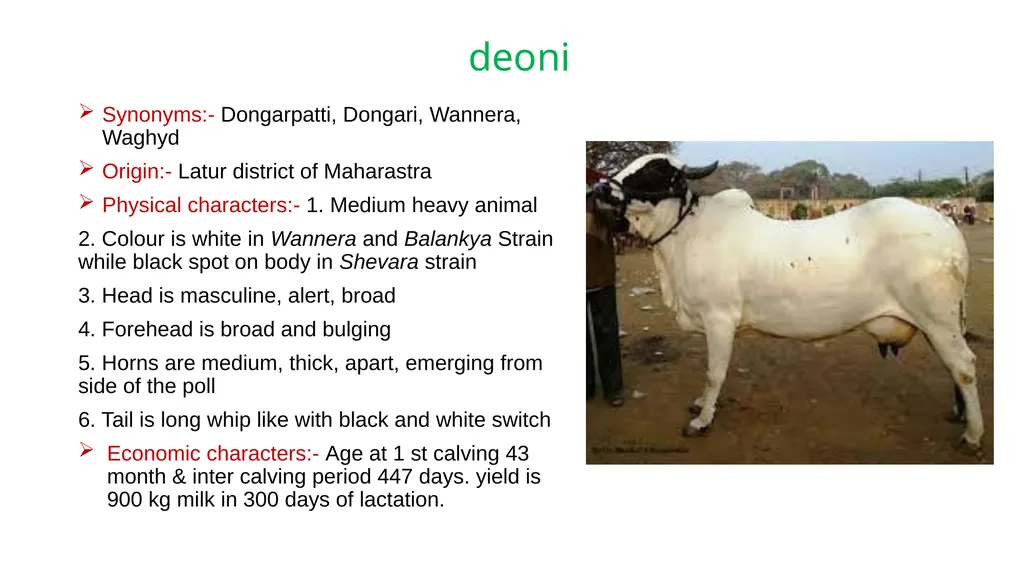 IMPORTANT CATTLE BREEDS AND THEIR CHARACTERISTICS - slide 10 of 26