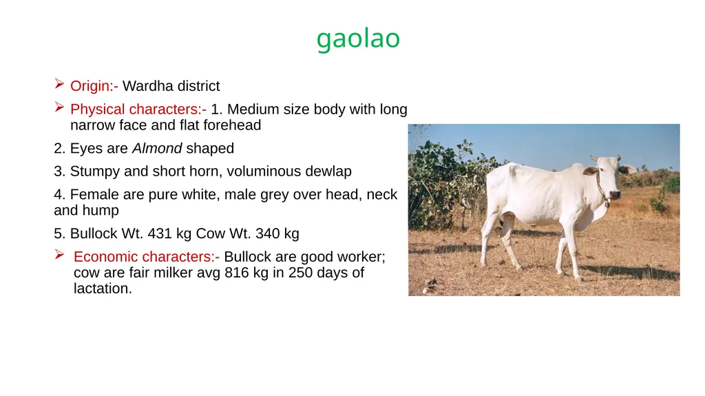IMPORTANT CATTLE BREEDS AND THEIR CHARACTERISTICS - slide 17 of 26