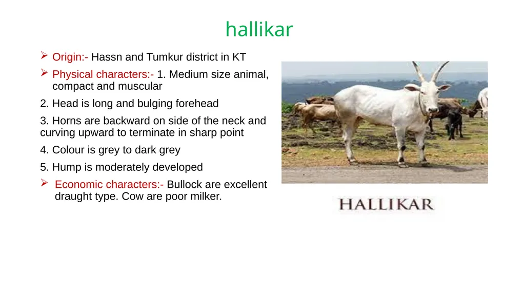 IMPORTANT CATTLE BREEDS AND THEIR CHARACTERISTICS - slide 14 of 26