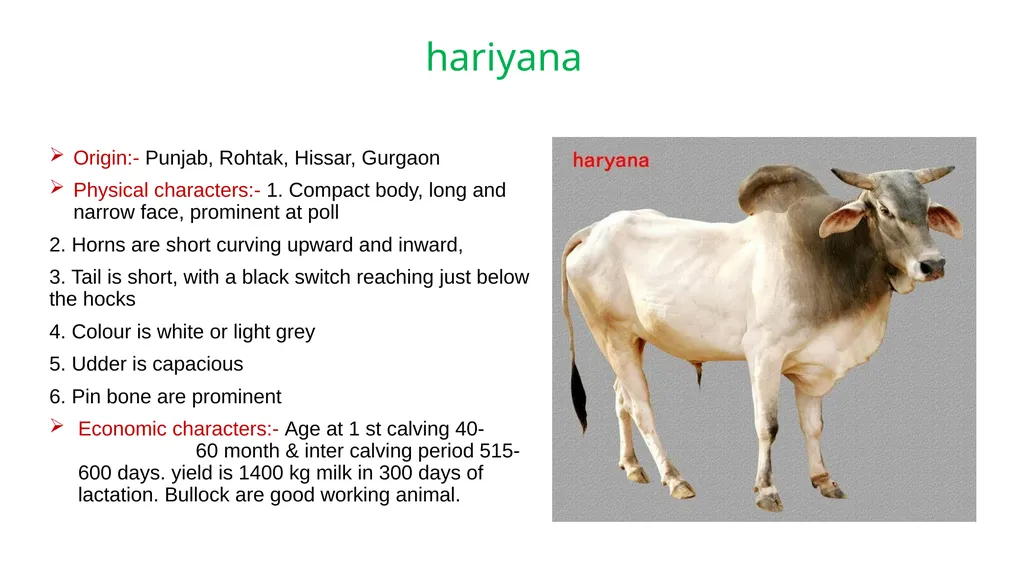 IMPORTANT CATTLE BREEDS AND THEIR CHARACTERISTICS - slide 8 of 26