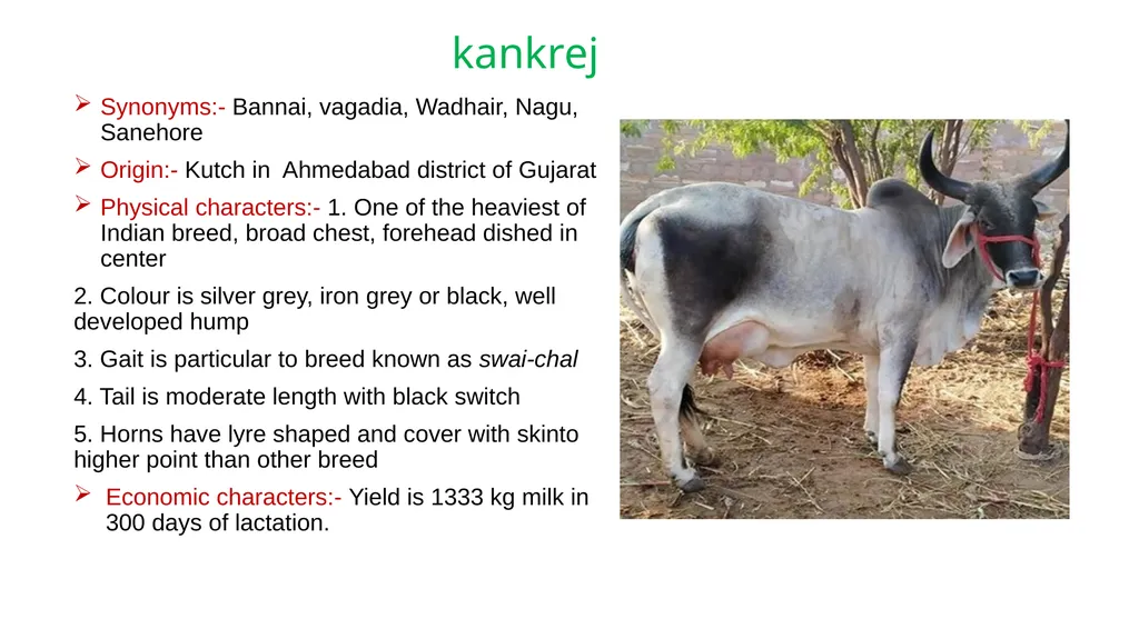 IMPORTANT CATTLE BREEDS AND THEIR CHARACTERISTICS - slide 11 of 26