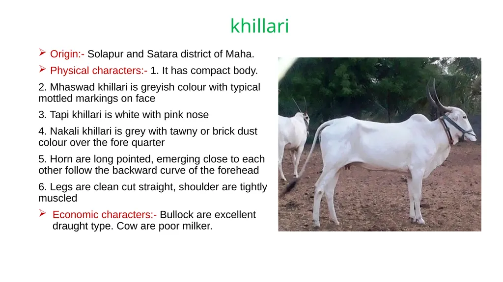 IMPORTANT CATTLE BREEDS AND THEIR CHARACTERISTICS - slide 16 of 26