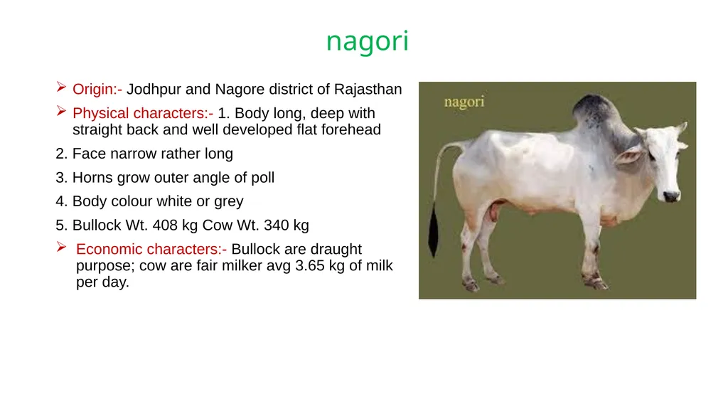 IMPORTANT CATTLE BREEDS AND THEIR CHARACTERISTICS - slide 19 of 26