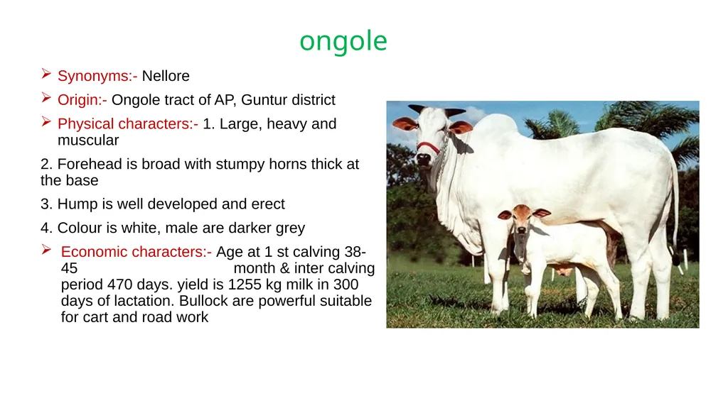 IMPORTANT CATTLE BREEDS AND THEIR CHARACTERISTICS - slide 9 of 26