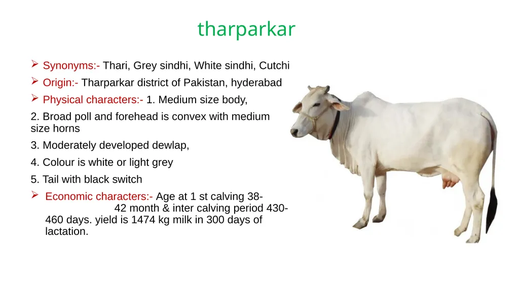 IMPORTANT CATTLE BREEDS AND THEIR CHARACTERISTICS - slide 7 of 26