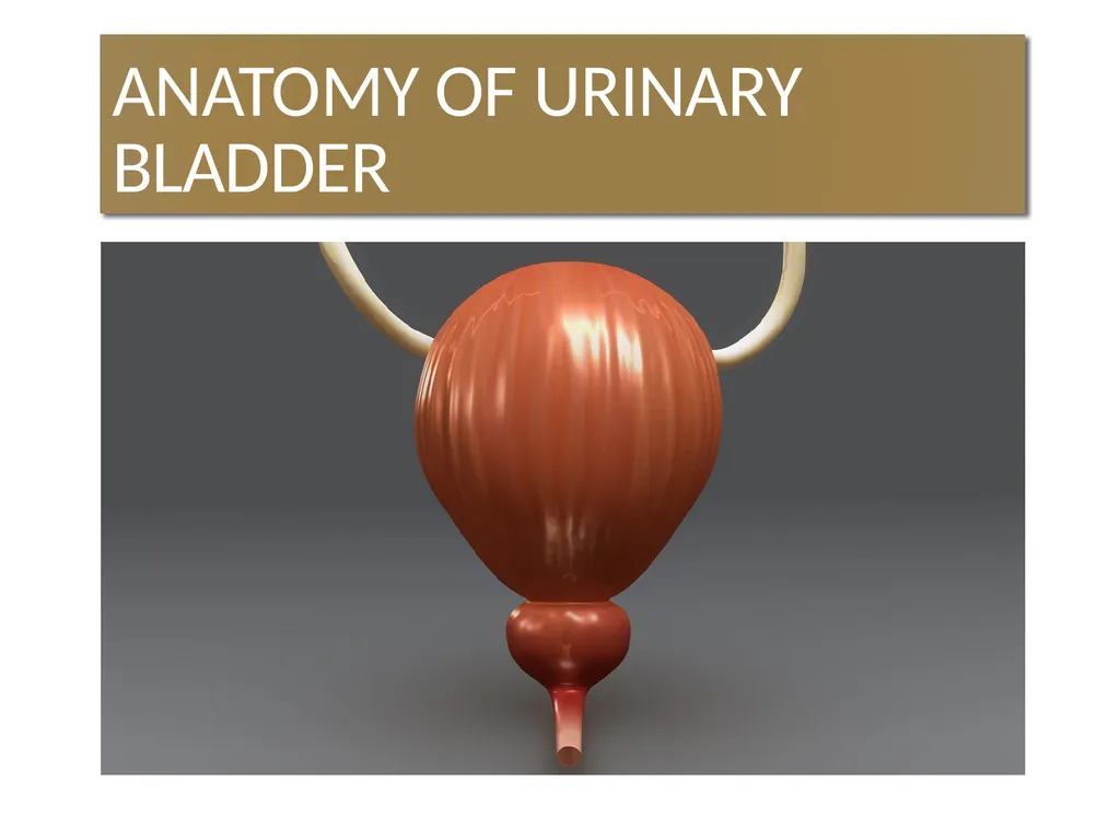 ANATOMY OF URINARY BLADDER Introduction The - slide 1 of 17