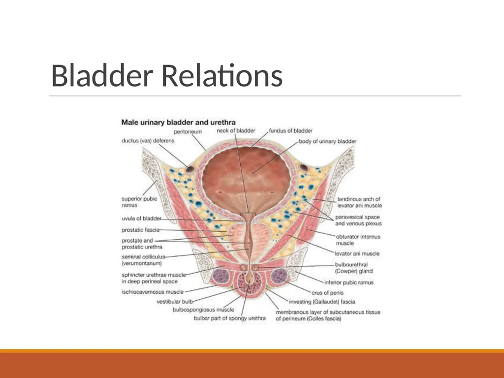 ANATOMY OF URINARY BLADDER Introduction The - slide 9 of 17