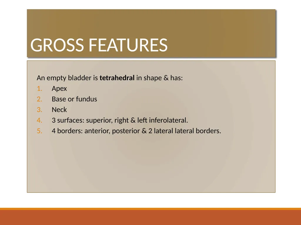 ANATOMY OF URINARY BLADDER Introduction The - slide 3 of 17