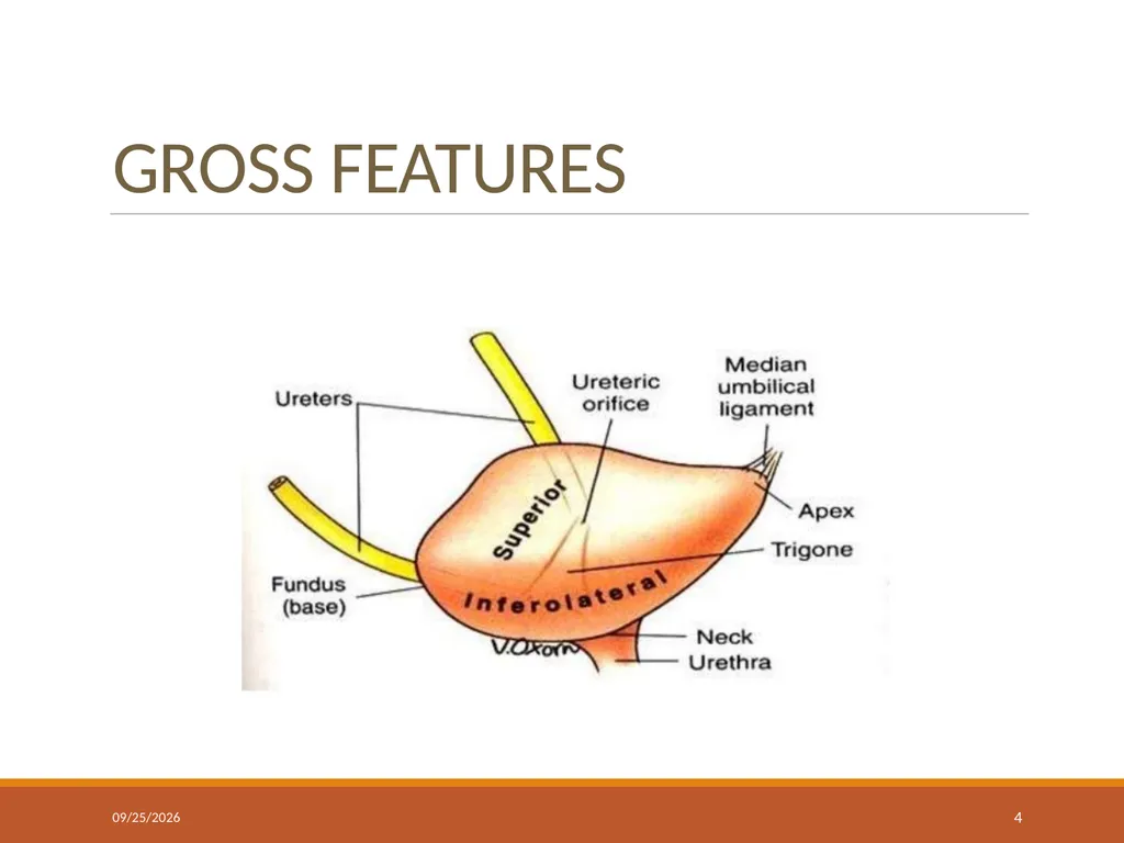 ANATOMY OF URINARY BLADDER Introduction The - slide 4 of 17