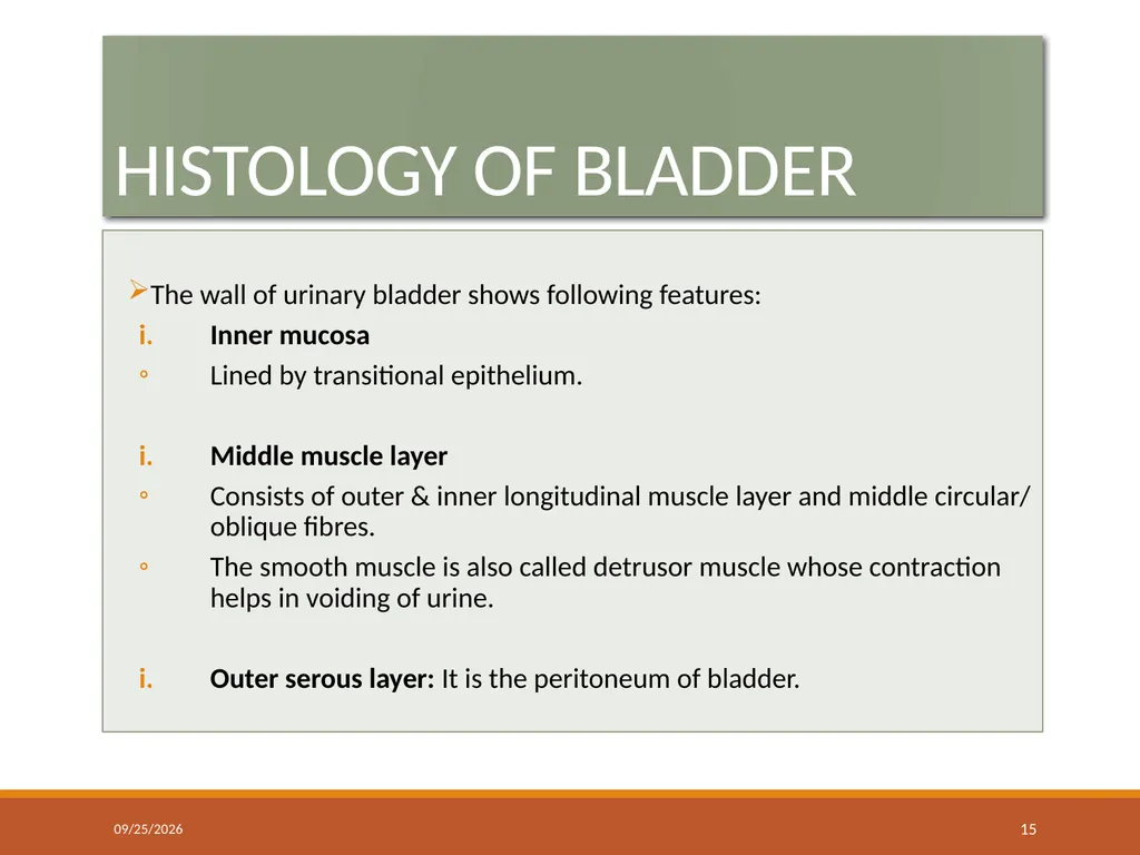 ANATOMY OF URINARY BLADDER Introduction The - slide 15 of 17