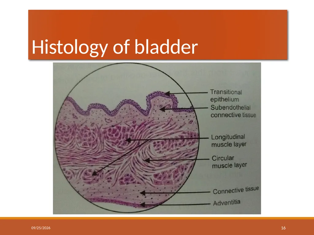 ANATOMY OF URINARY BLADDER Introduction The - slide 16 of 17