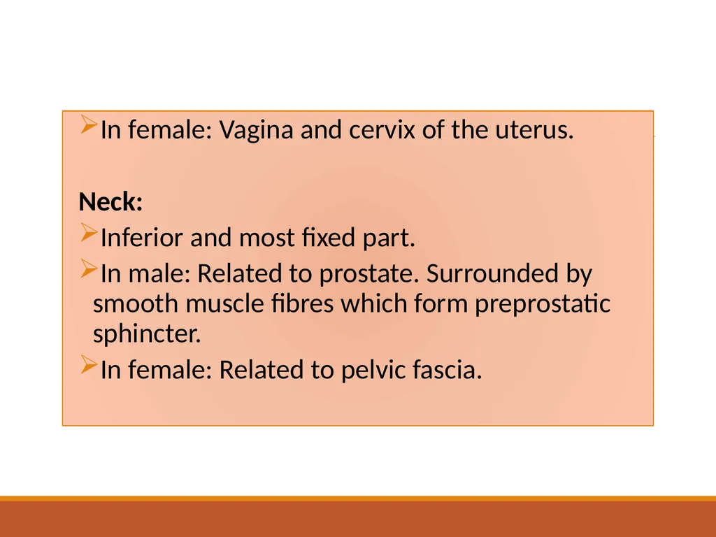 ANATOMY OF URINARY BLADDER Introduction The - slide 6 of 17