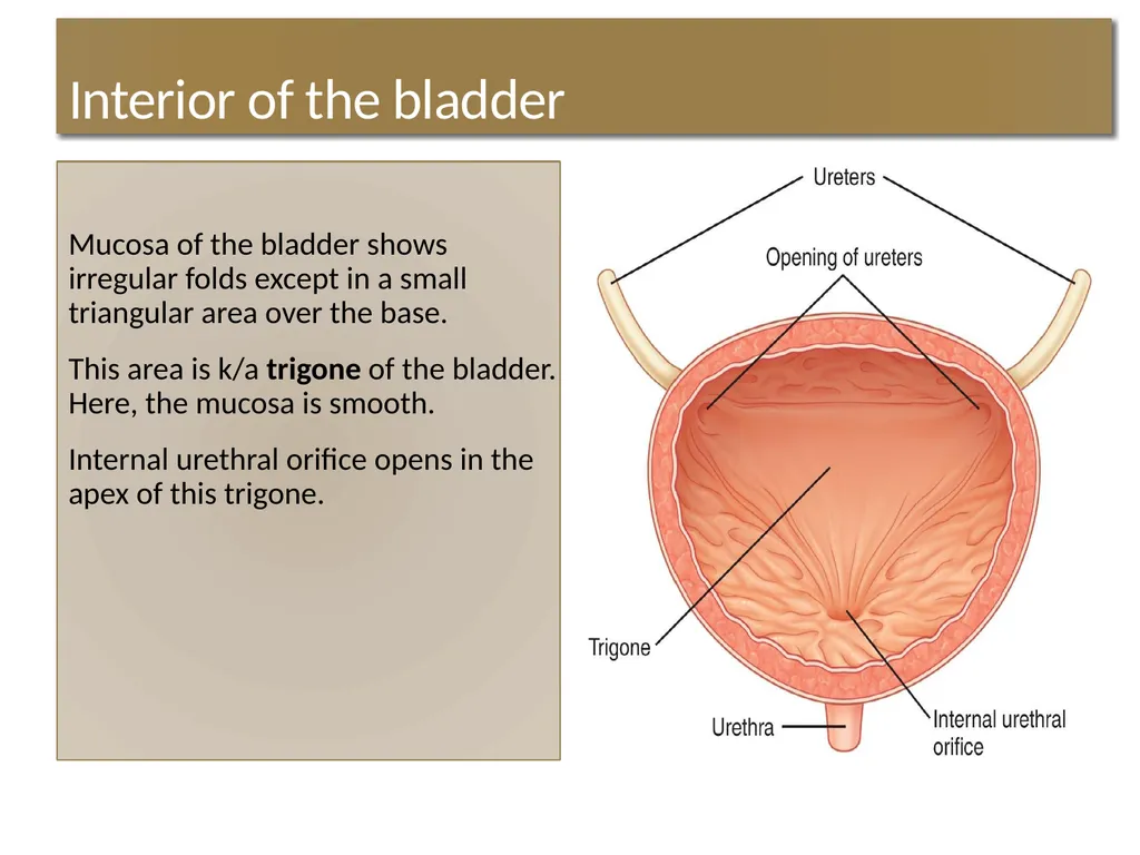 ANATOMY OF URINARY BLADDER Introduction The - slide 11 of 17