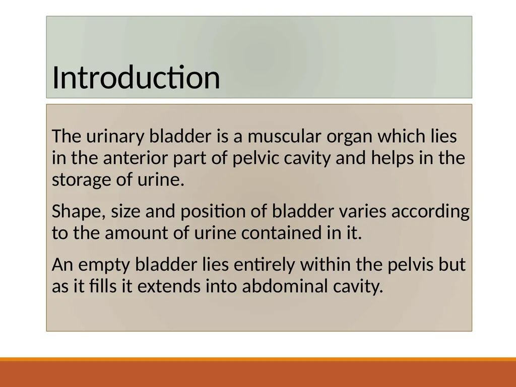 ANATOMY OF URINARY BLADDER Introduction The - slide 2 of 17