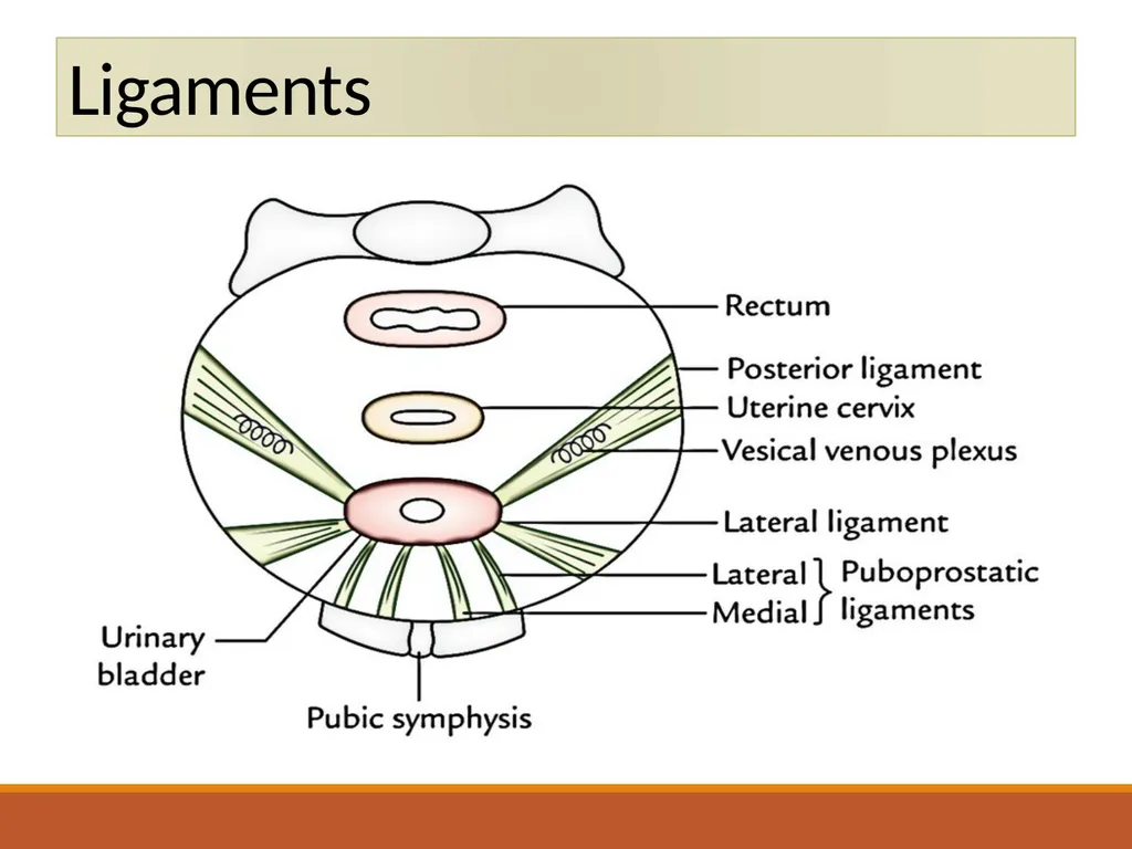 ANATOMY OF URINARY BLADDER Introduction The - slide 14 of 17