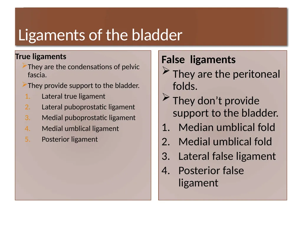 ANATOMY OF URINARY BLADDER Introduction The - slide 13 of 17