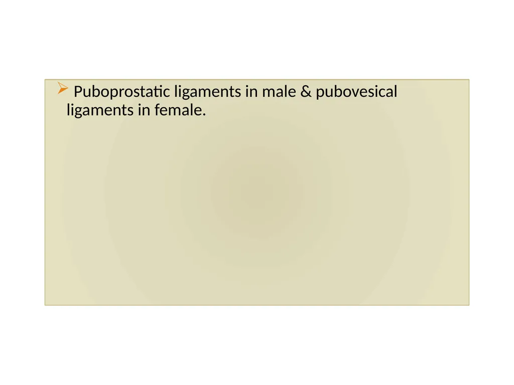 ANATOMY OF URINARY BLADDER Introduction The - slide 8 of 17