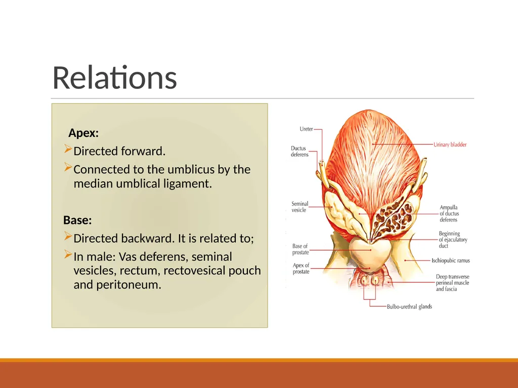 ANATOMY OF URINARY BLADDER Introduction The - slide 5 of 17