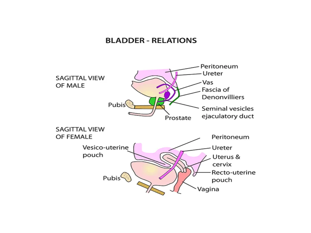 ANATOMY OF URINARY BLADDER Introduction The - slide 10 of 17