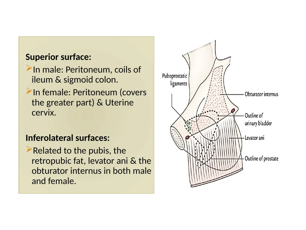 ANATOMY OF URINARY BLADDER Introduction The - slide 7 of 17