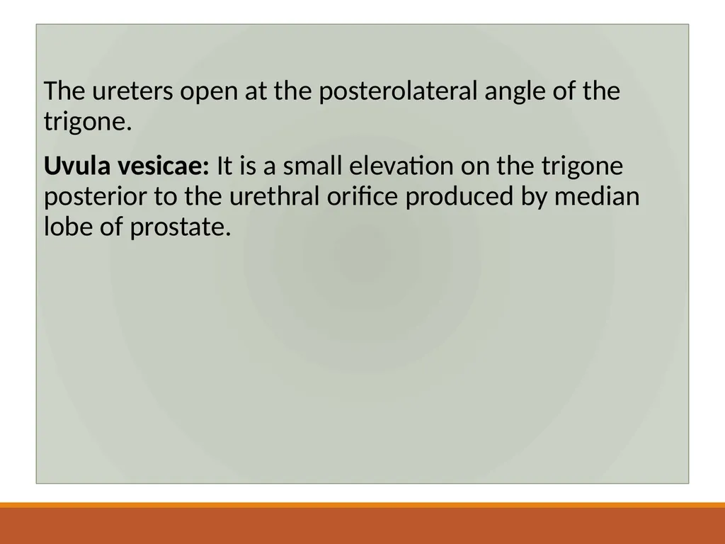 ANATOMY OF URINARY BLADDER Introduction The - slide 12 of 17