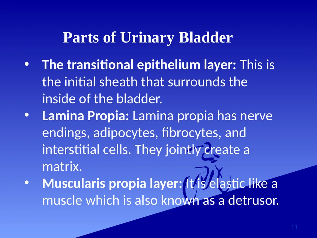 StudyMafia.Org Submitted To: Submitted By: - slide 11 of 23